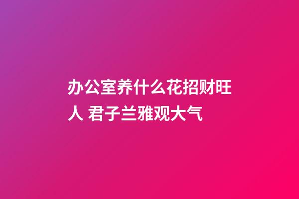 办公室养什么花招财旺人 君子兰雅观大气